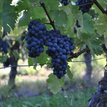 度假居 Petit Murier *